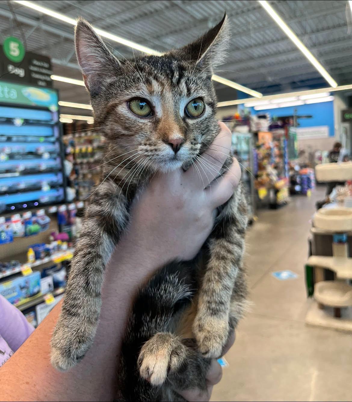 Enlarge Elain, a Adoptable Domestic Short Hair in Wilmington, NC image 3/6
