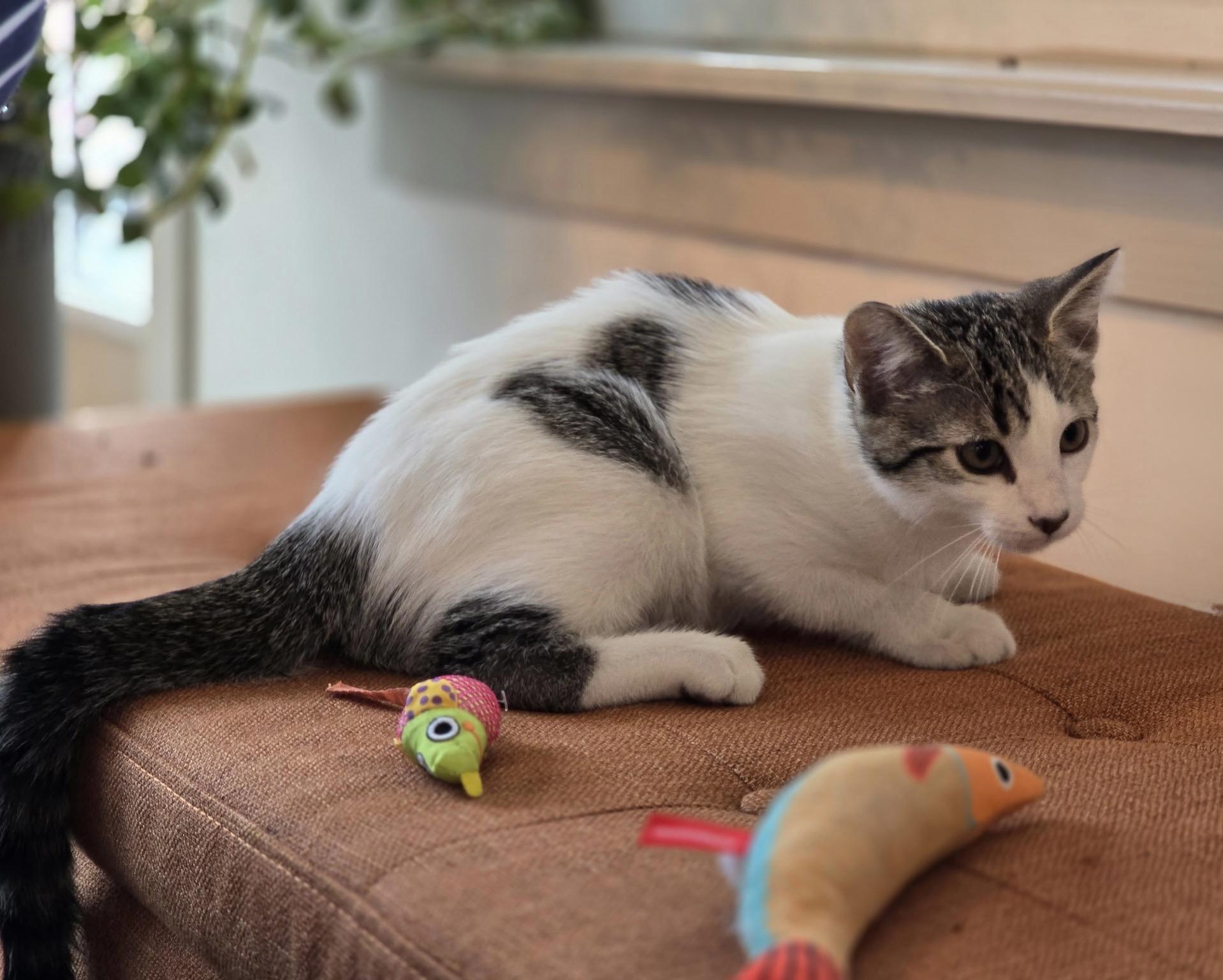 Orion, Adopted, Kitten Male Domestic Short Hair.