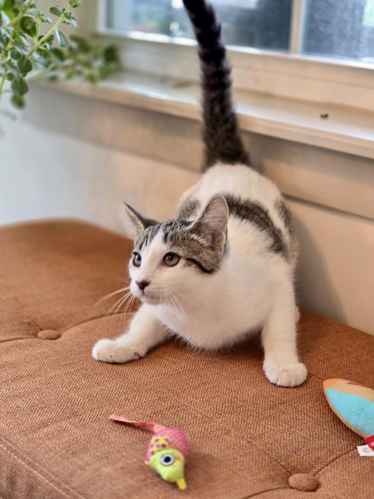 Orion, Adopted, Kitten Male Domestic Short Hair.