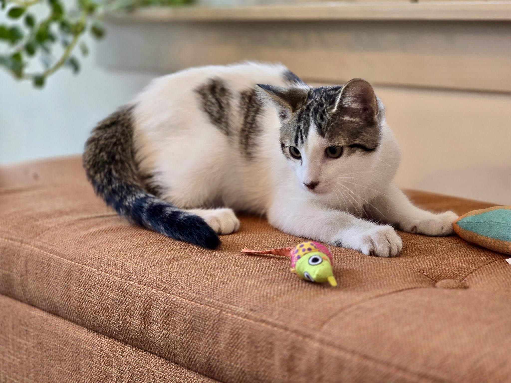 Enlarge Orion, a Adopted mixed breed in Danbury, CT image 3/4