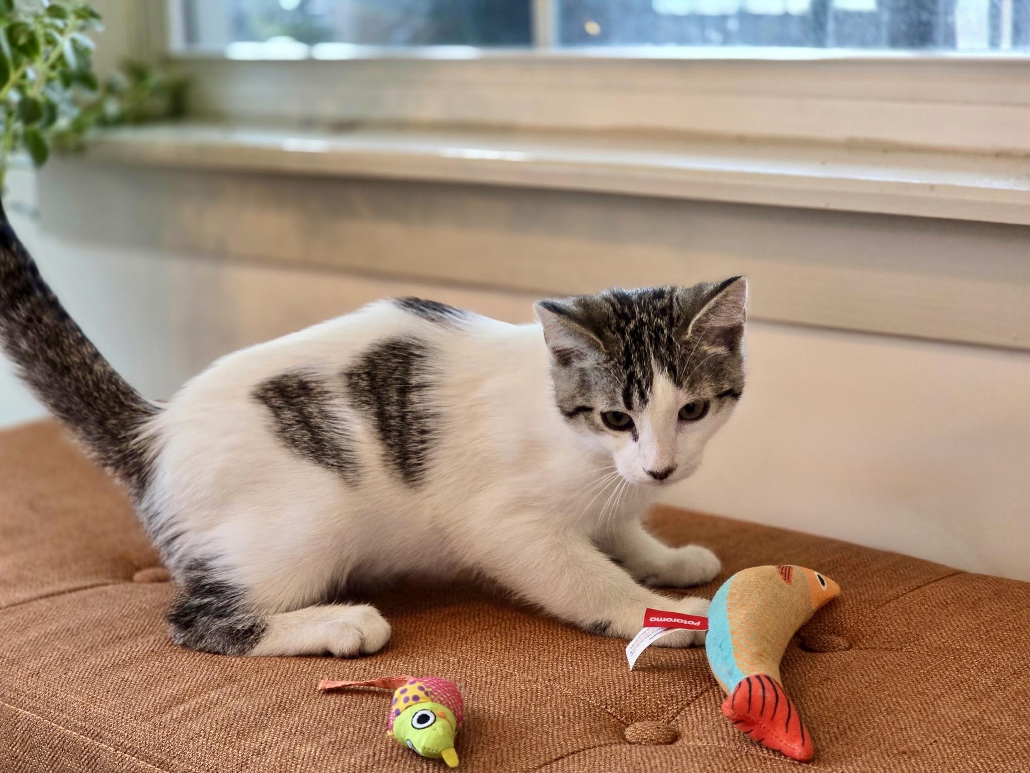 Enlarge Orion, a Adopted mixed breed in Danbury, CT image 4/4