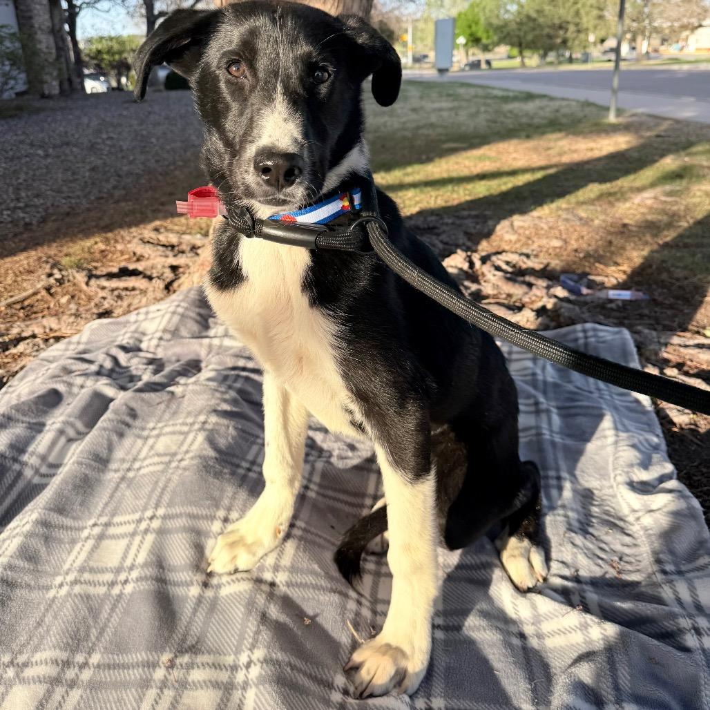 569 (2026) Dixie, Adoptable, Puppy Female Australian Cattle Dog / Blue Heeler & Mixed Breed.