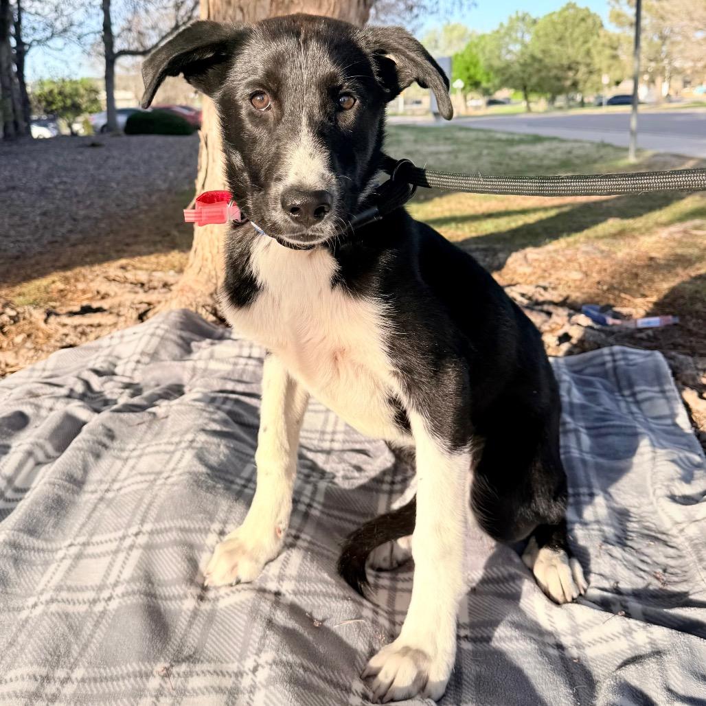 Enlarge 569 (2026) Dixie, a Adoptable mixed breed in Parker, CO image 2/6