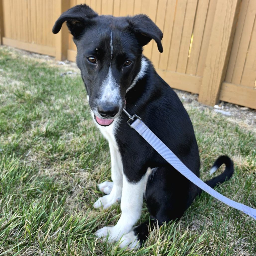 Enlarge 569 (2026) Dixie, a Adoptable mixed breed in Parker, CO image 3/6