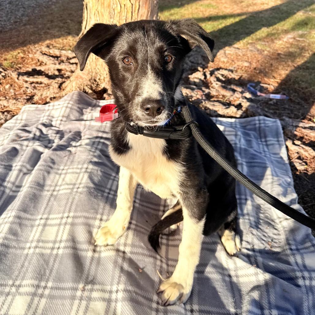 Enlarge 569 (2026) Dixie, a Adoptable mixed breed in Parker, CO image 4/6
