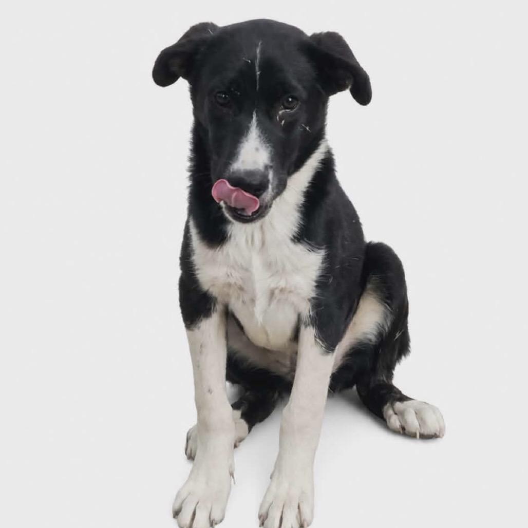 Enlarge 569 (2026) Dixie, a Adoptable mixed breed in Parker, CO image 5/6