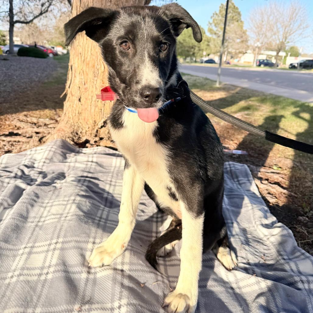 Enlarge 569 (2026) Dixie, a Adoptable mixed breed in Parker, CO image 6/6