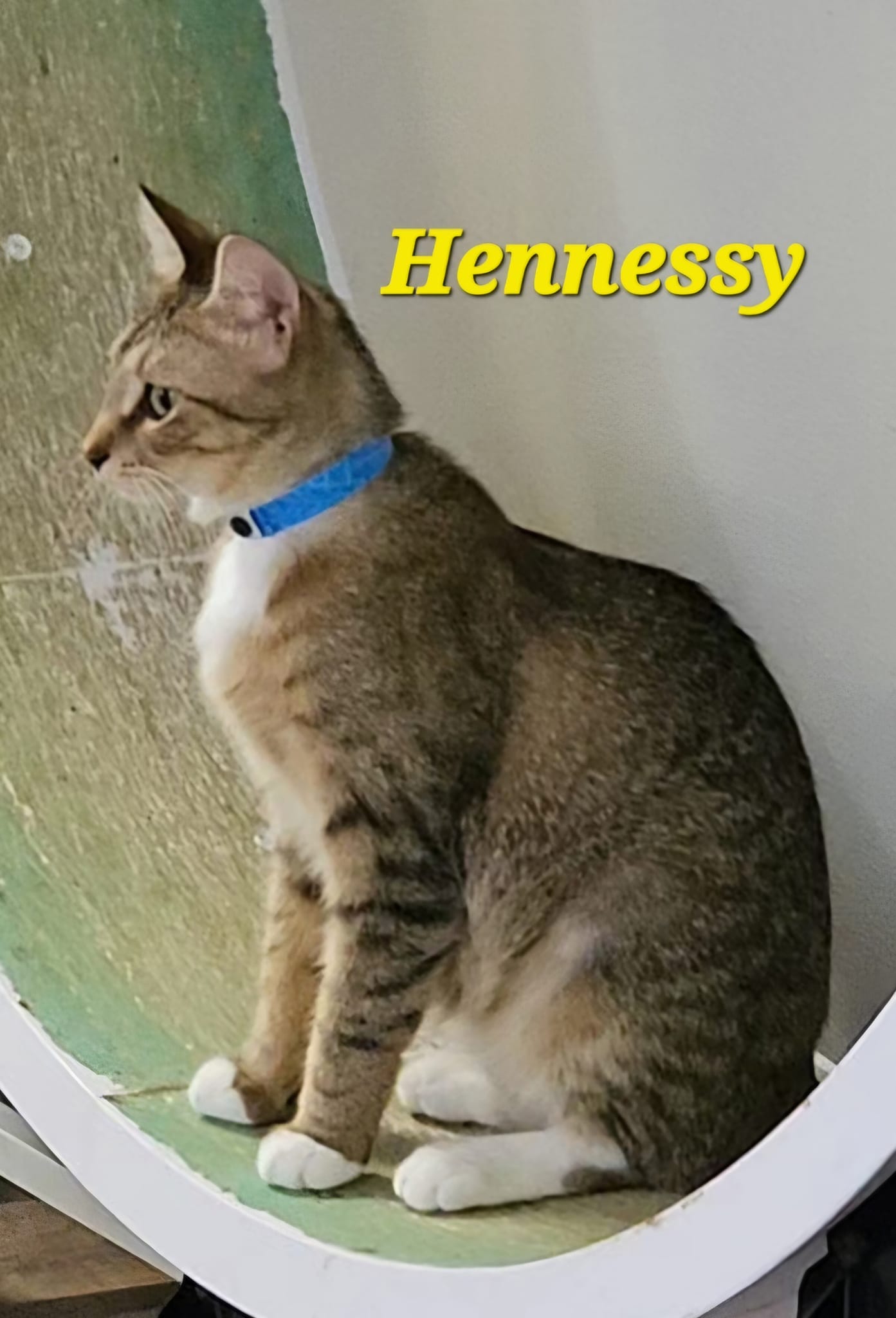 Enlarge Hennessey, a Adoptable Tabby in Macon, GA image 1/1