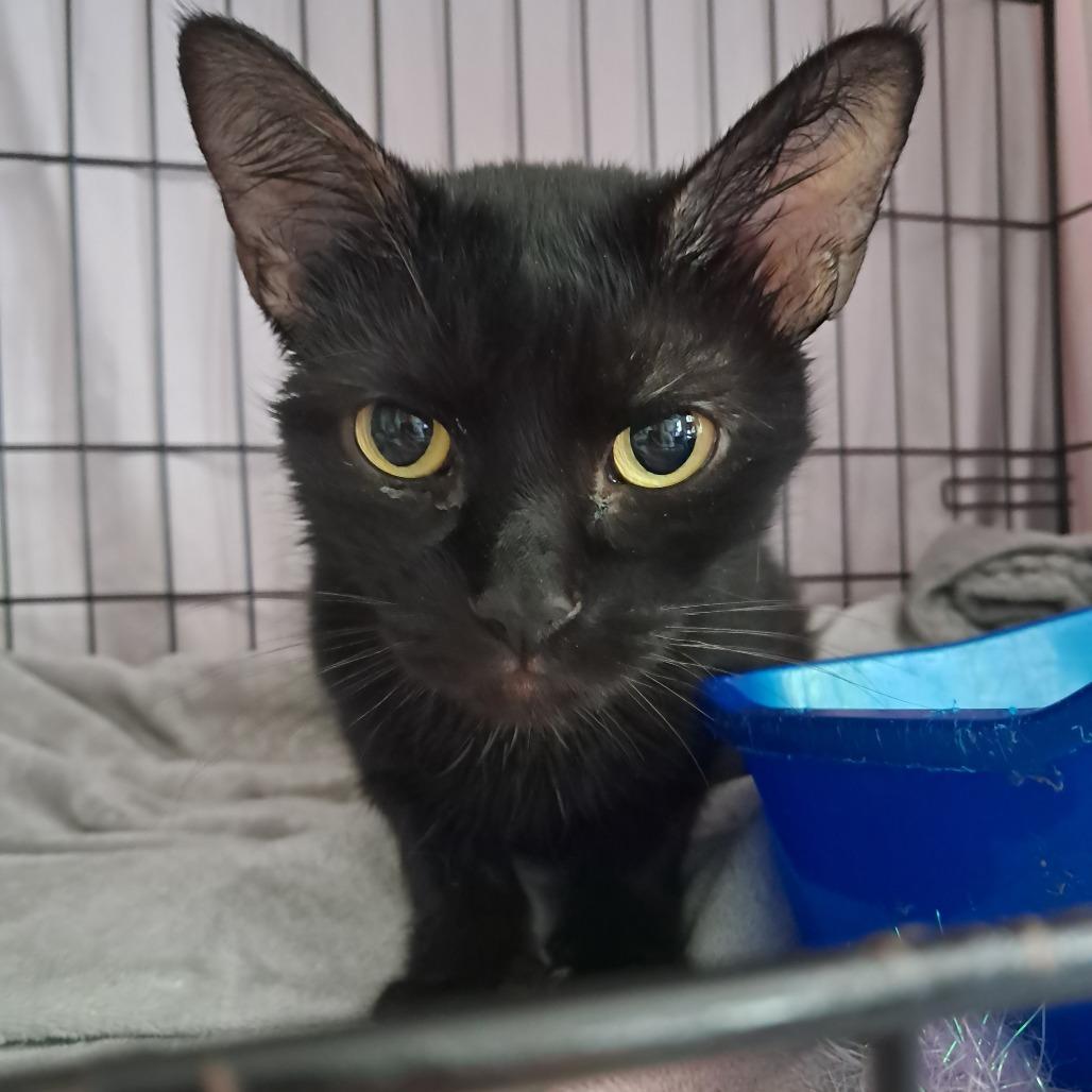 Enlarge Freya, a Adoptable Domestic Short Hair in Concord, NH image 1/2