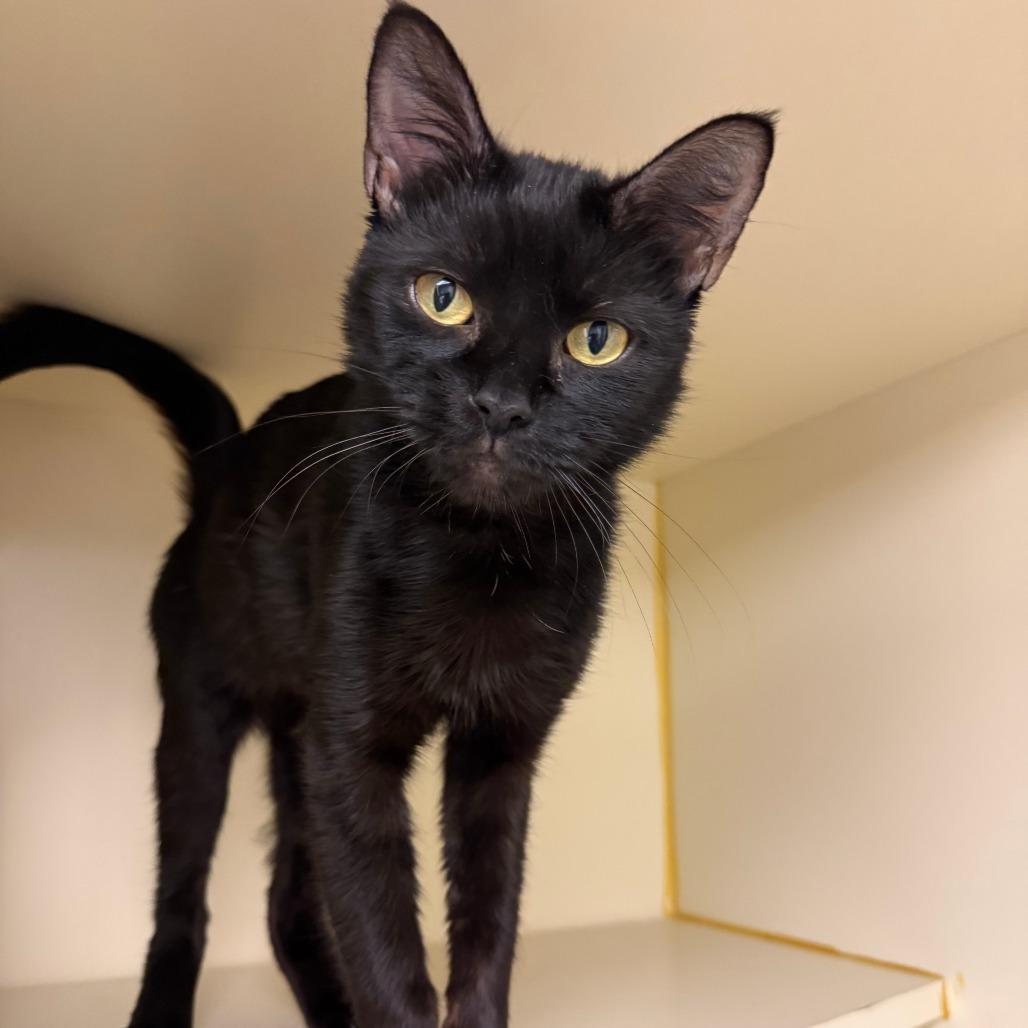 Enlarge Freya, a Adoptable Domestic Short Hair in Concord, NH image 2/2