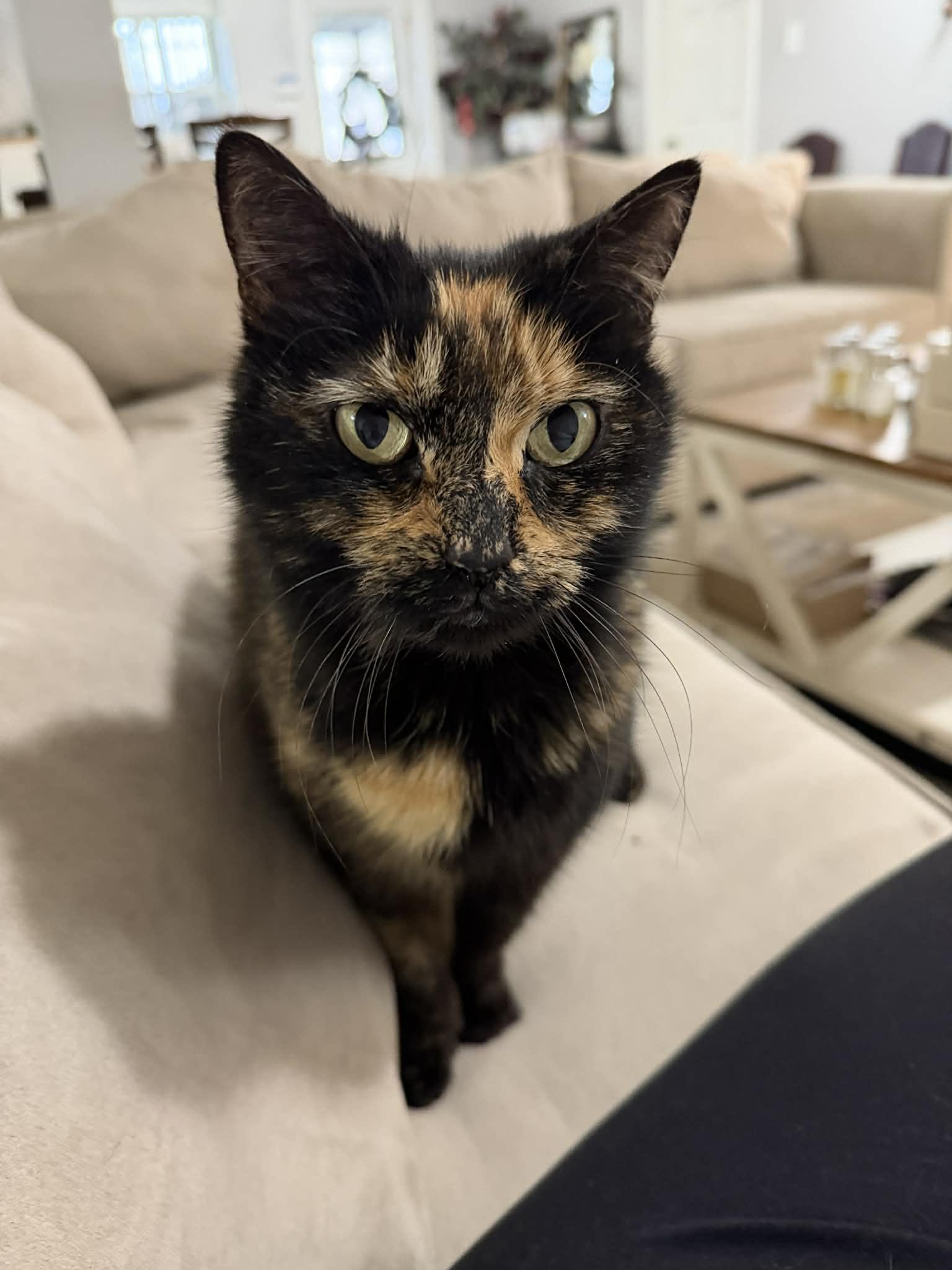 Enlarge Hera, an adopted Domestic Short Hair in Mullica Hill, NJ image 1/3