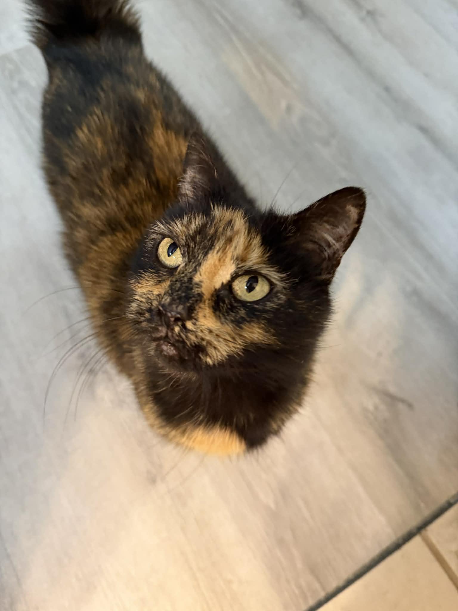 Enlarge Hera, an adopted Domestic Short Hair in Mullica Hill, NJ image 3/3