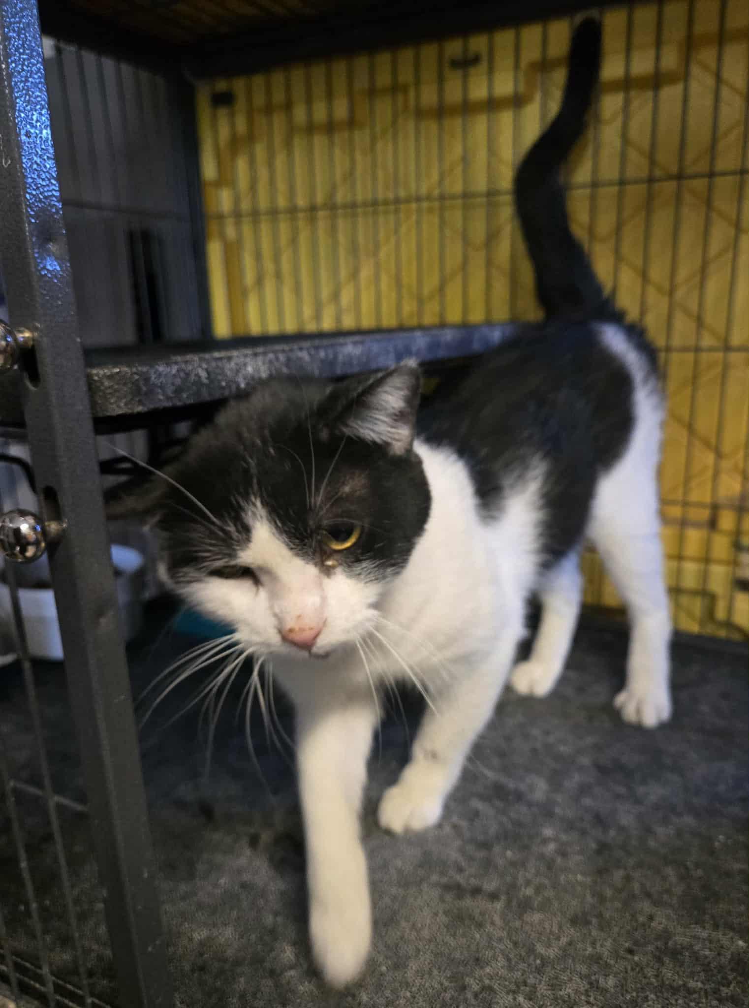 Morgan, ADOPTABLE, Adult Male Domestic Short Hair.