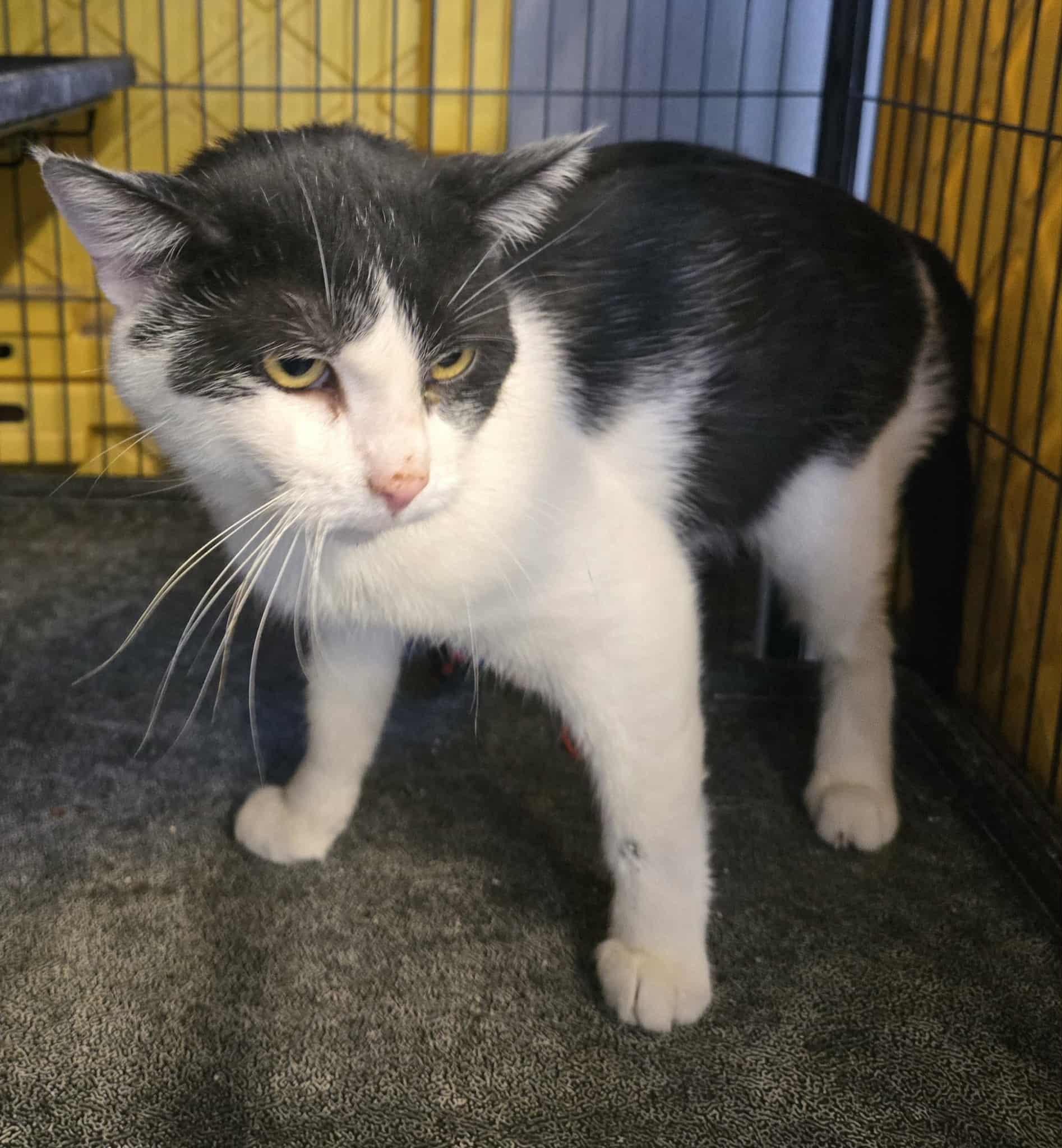 Enlarge Morgan, a ADOPTABLE mixed breed in Freeport, IL image 2/2