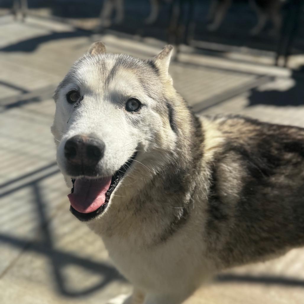 Enlarge Fred Jones, a Adoptable Husky in Eufaula, OK image 1/3