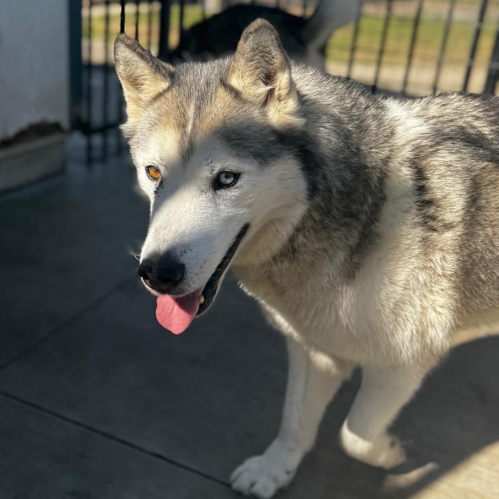 Enlarge Fred Jones, a Adoptable Husky in Eufaula, OK image 2/3