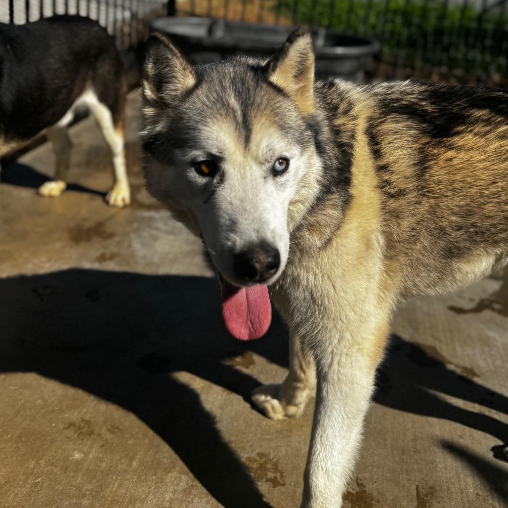 Enlarge Fred Jones, a Adoptable Husky in Eufaula, OK image 3/3