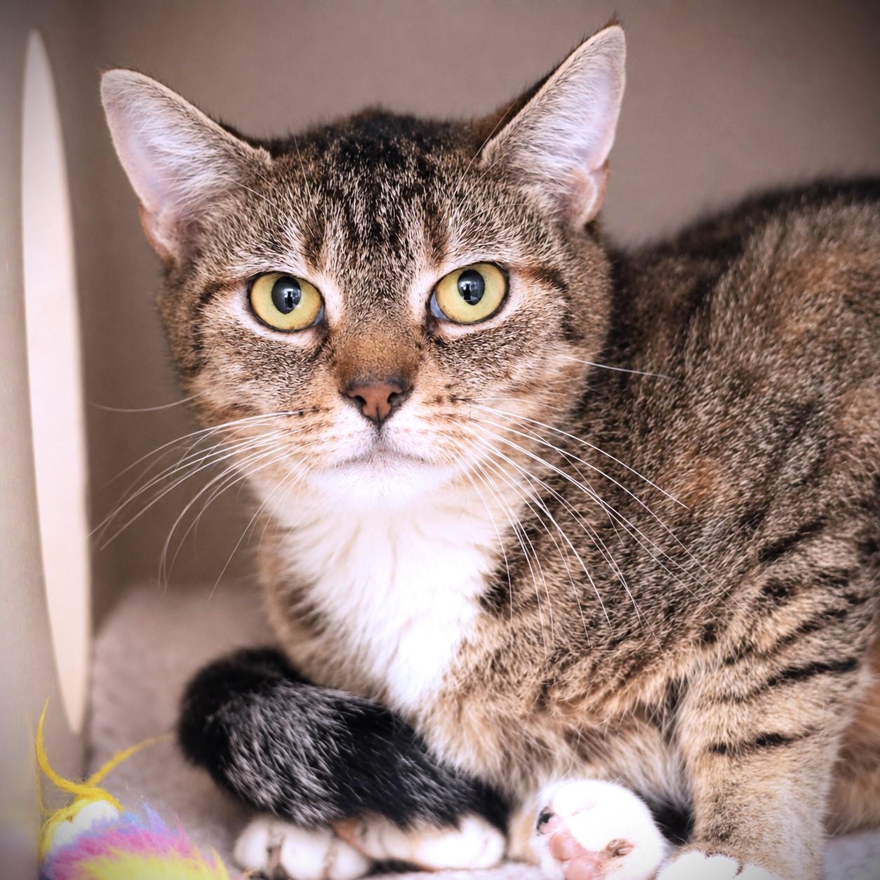 Doris, adoptable, Adult Female Domestic Short Hair.