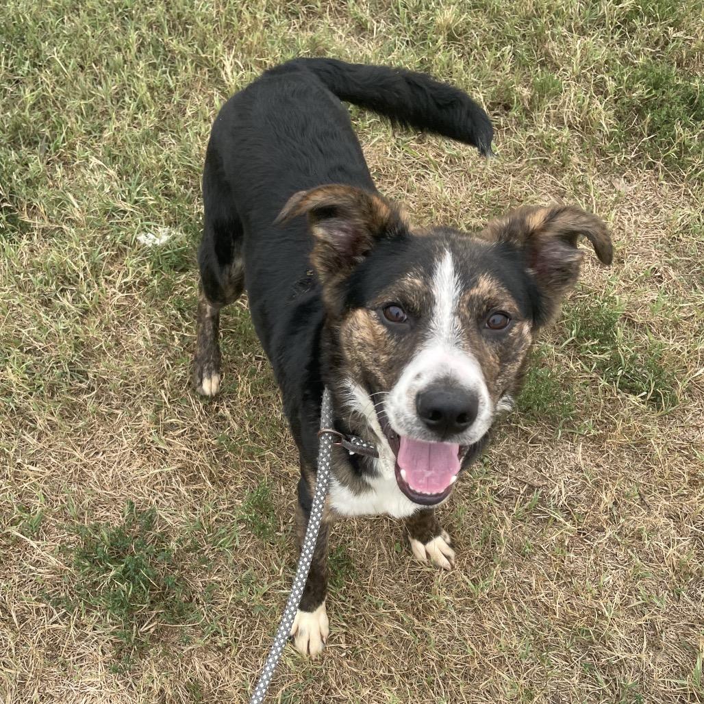 Enlarge Newt, a Adoptable mixed breed in Springfield, MO image 2/5