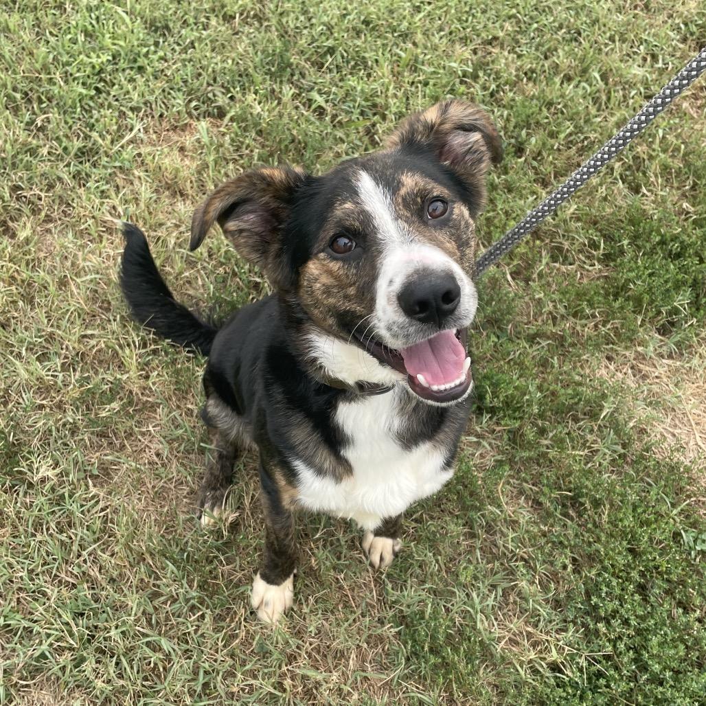 Enlarge Newt, a Adoptable mixed breed in Springfield, MO image 5/5