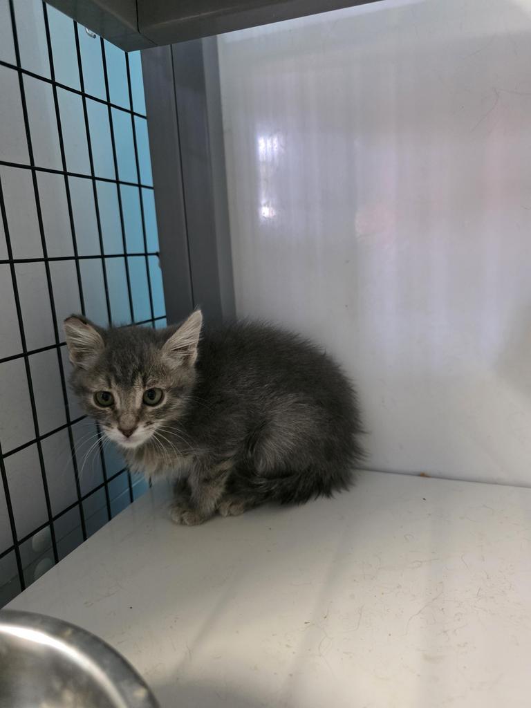 Jalapeno, Adoptable, Kitten Female Domestic Short Hair.