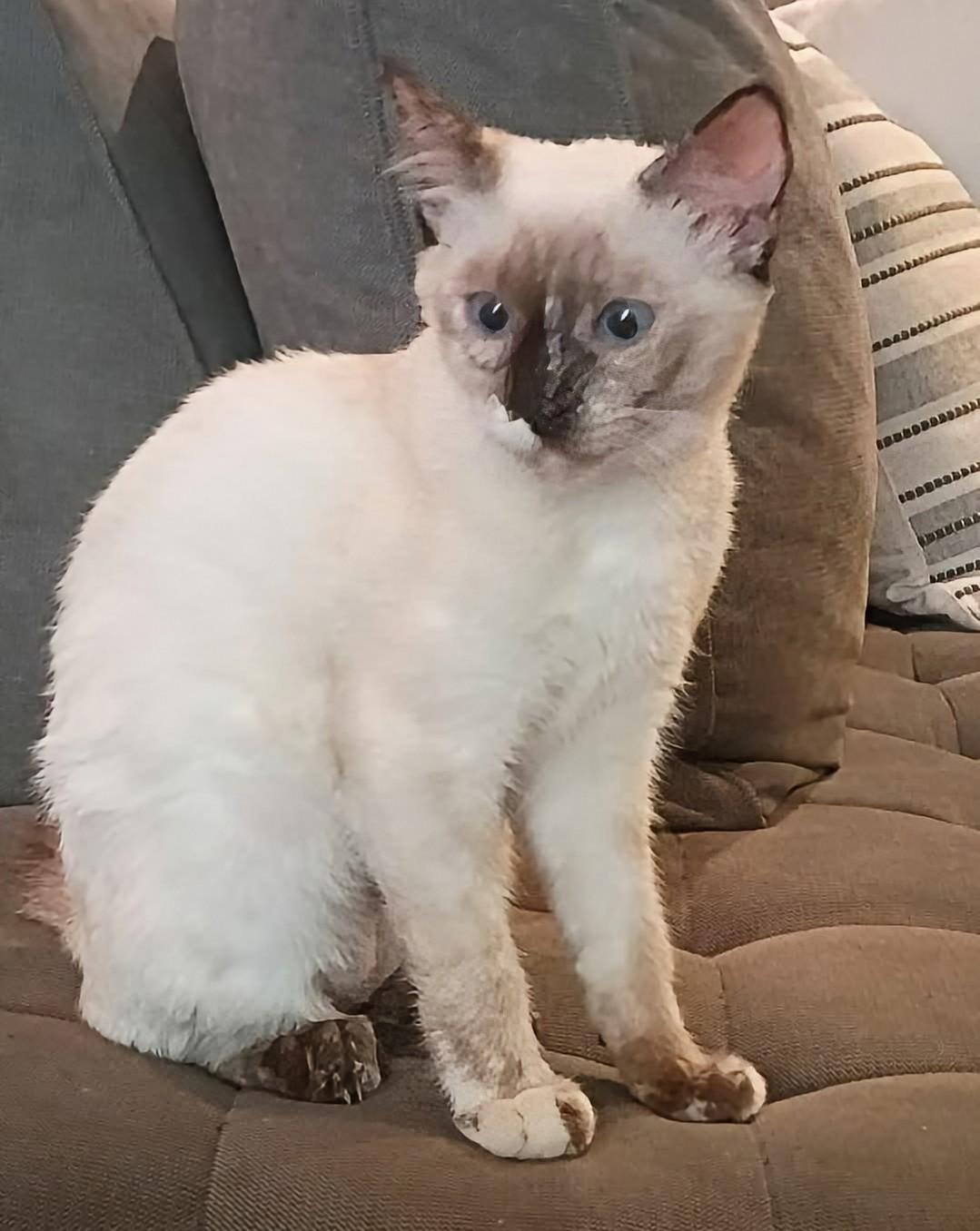 Enlarge Sugar, a Adoptable Siamese in San Juan Capistrano, CA image 2/3