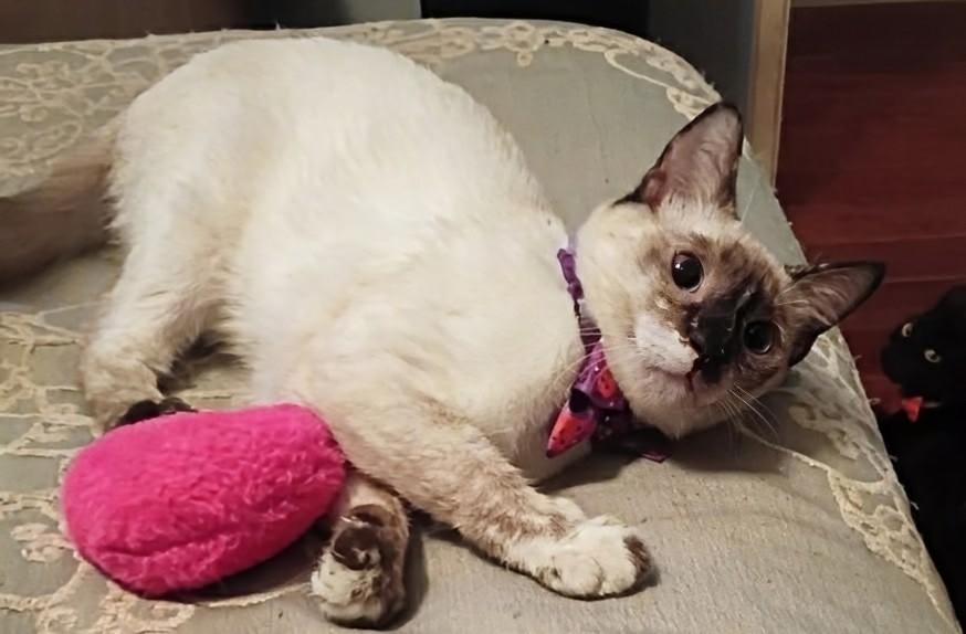 Sugar, Adoptable, Kitten Female Siamese.
