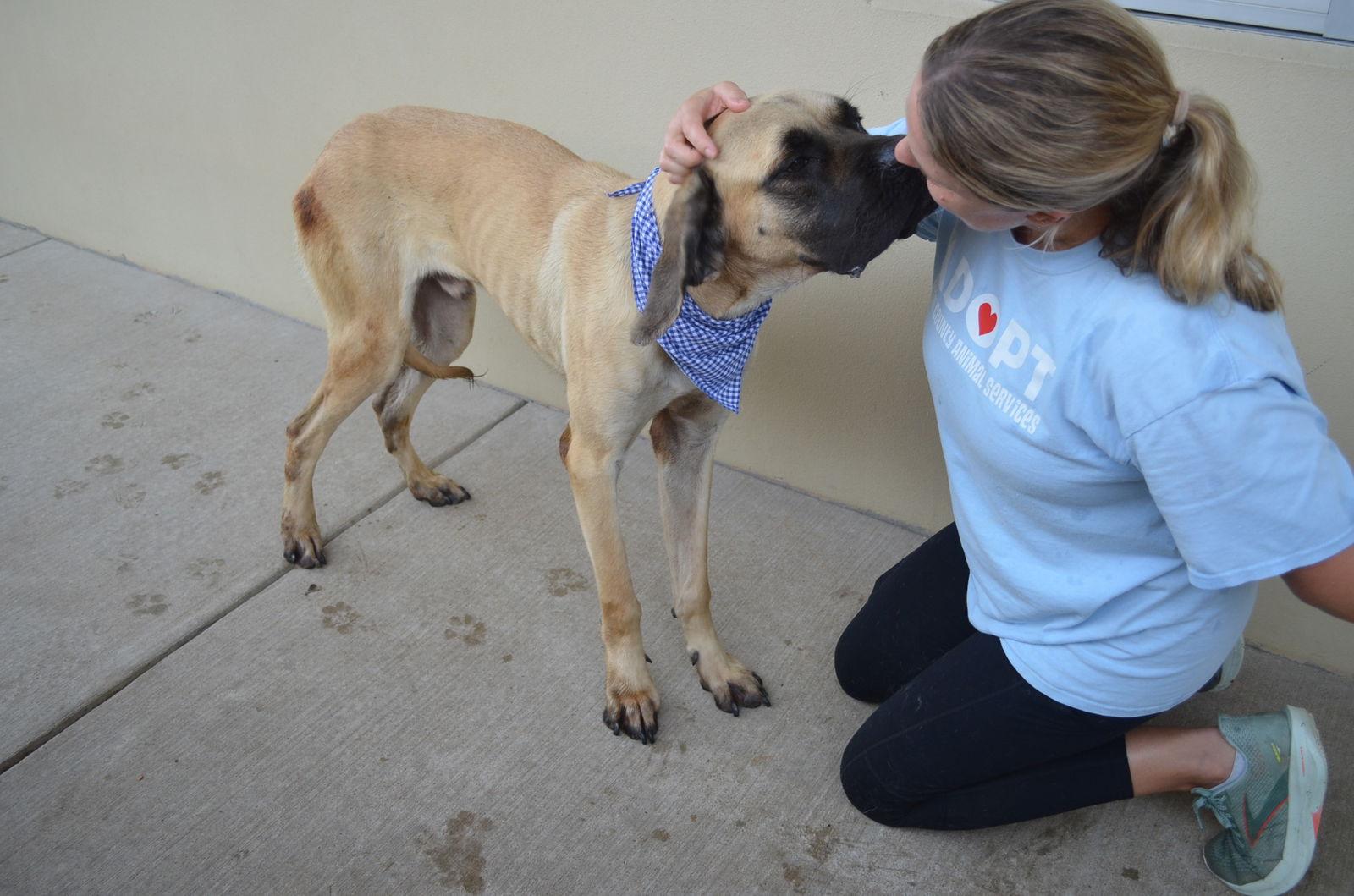 Enlarge Bruno, a Adoptable Mastiff in McKinney, TX image 1/3