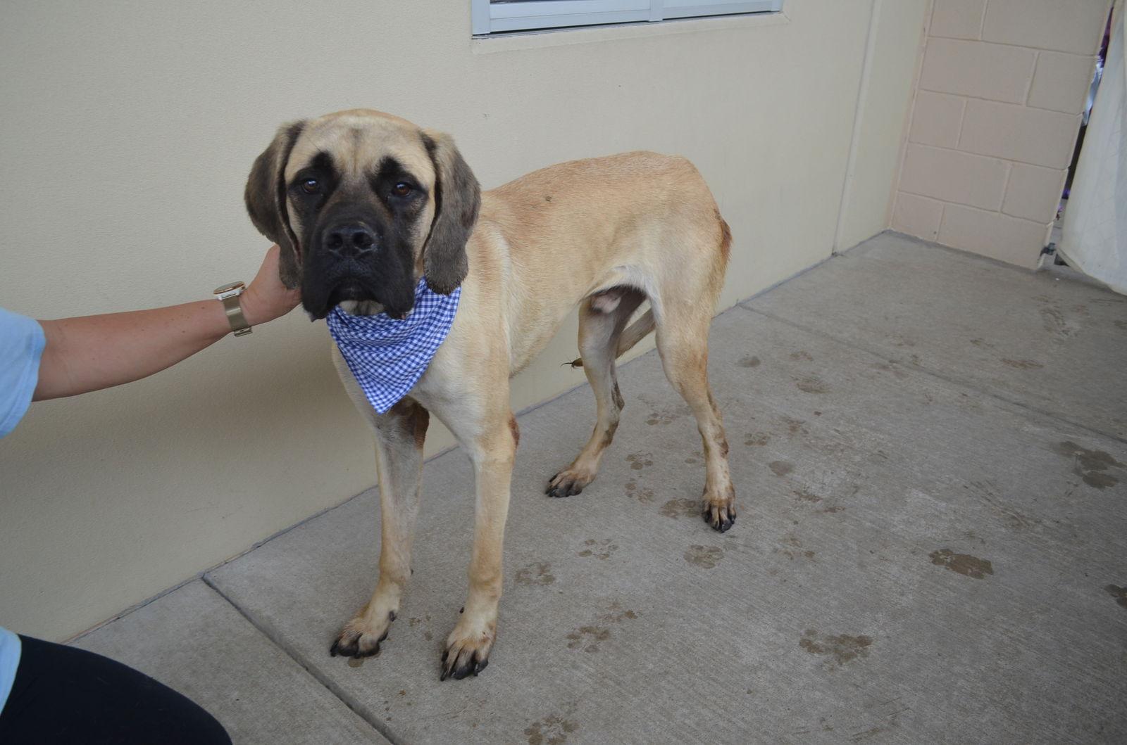 Enlarge Bruno, a Adoptable Mastiff in McKinney, TX image 2/3