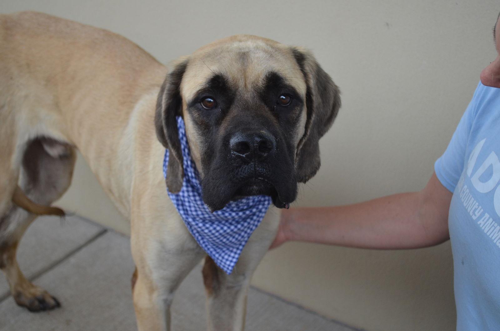 Enlarge Bruno, a Adoptable Mastiff in McKinney, TX image 3/3