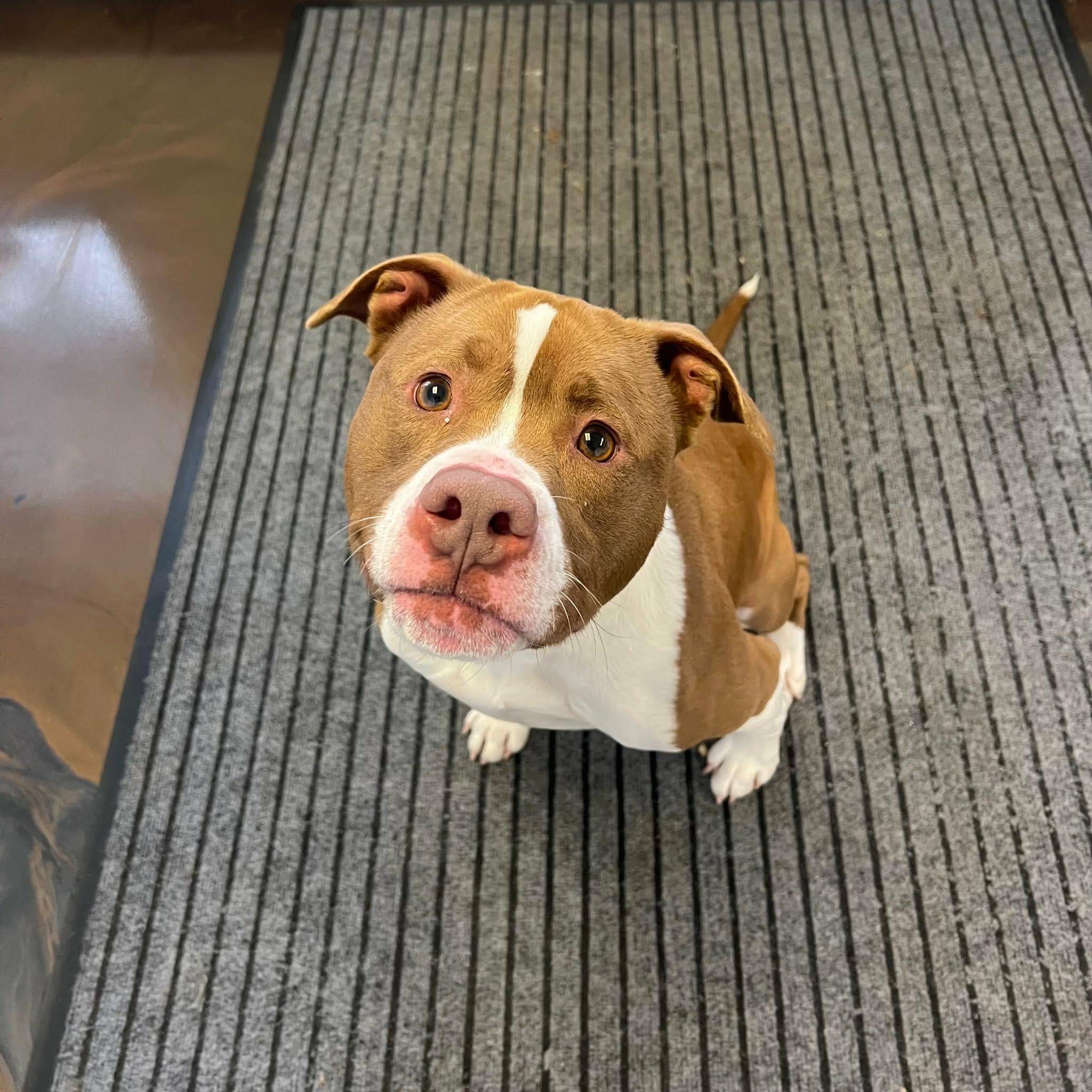 Enlarge Chong, a Adoptable mixed breed in Highland, NY image 2/6