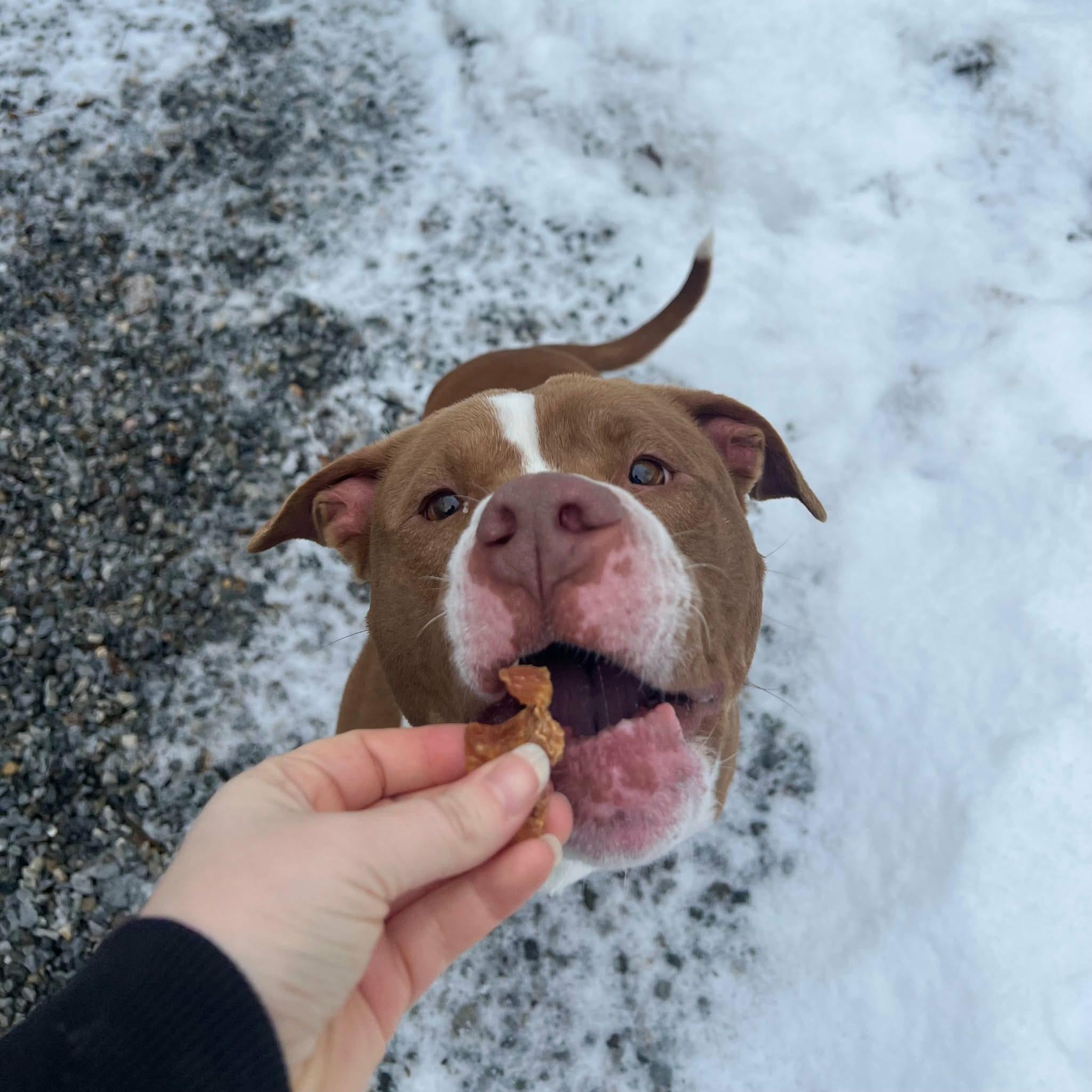 Enlarge Chong, a Adoptable mixed breed in Highland, NY image 3/6