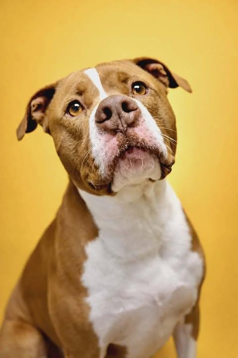 Enlarge Chong, a Adoptable mixed breed in Highland, NY image 4/6