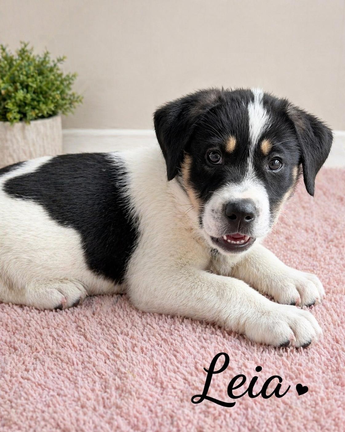 Leia, ADOPTABLE, Young Female Great Pyrenees & Hound.
