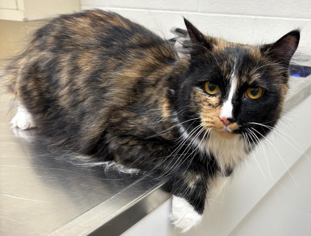 Enlarge Whimsy (Smoll), a Adoptable mixed breed in Greeneville, TN image 1/1