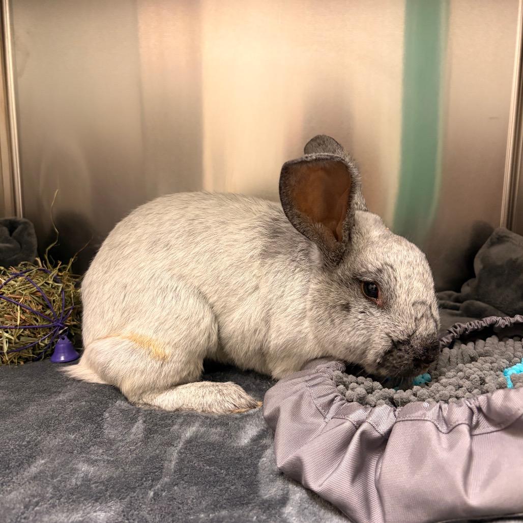 Enlarge David Hasselhop - Available from Foster, a Adoptable Champagne D'Argent in South Burlington, VT image 1/6