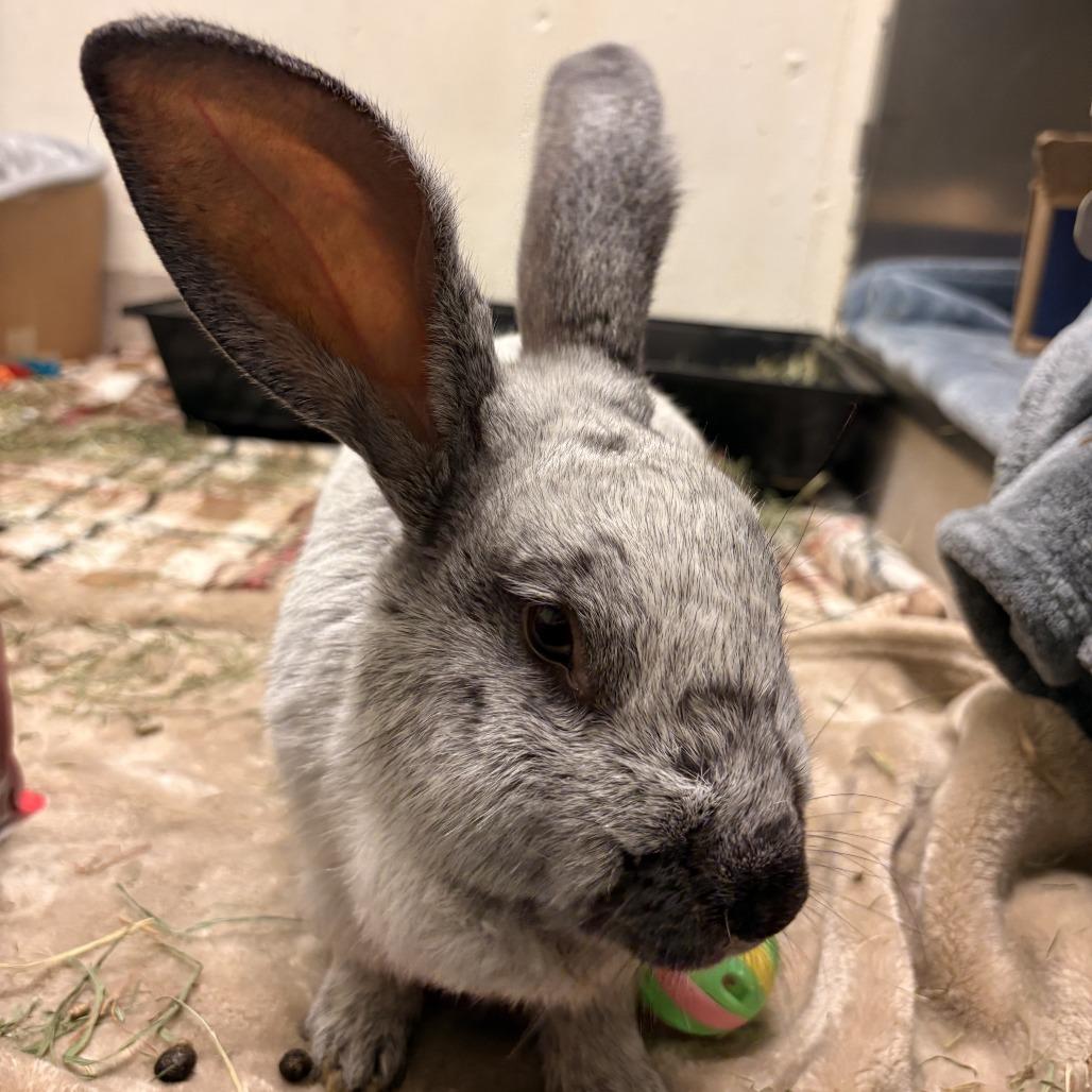 Enlarge David Hasselhop - Available from Foster, a Adoptable Champagne D'Argent in South Burlington, VT image 2/6