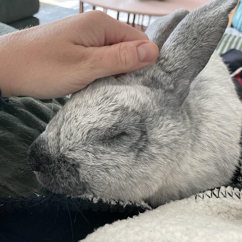 Enlarge David Hasselhop - Available from Foster, a Adoptable Champagne D'Argent in South Burlington, VT image 3/6