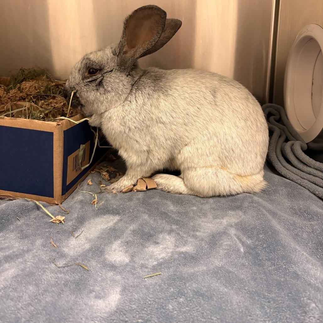 Enlarge David Hasselhop - Available from Foster, a Adoptable Champagne D'Argent in South Burlington, VT image 4/6