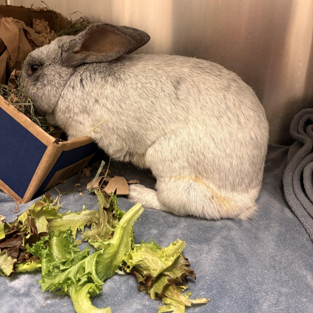 Enlarge David Hasselhop - Available from Foster, a Adoptable Champagne D'Argent in South Burlington, VT image 5/6