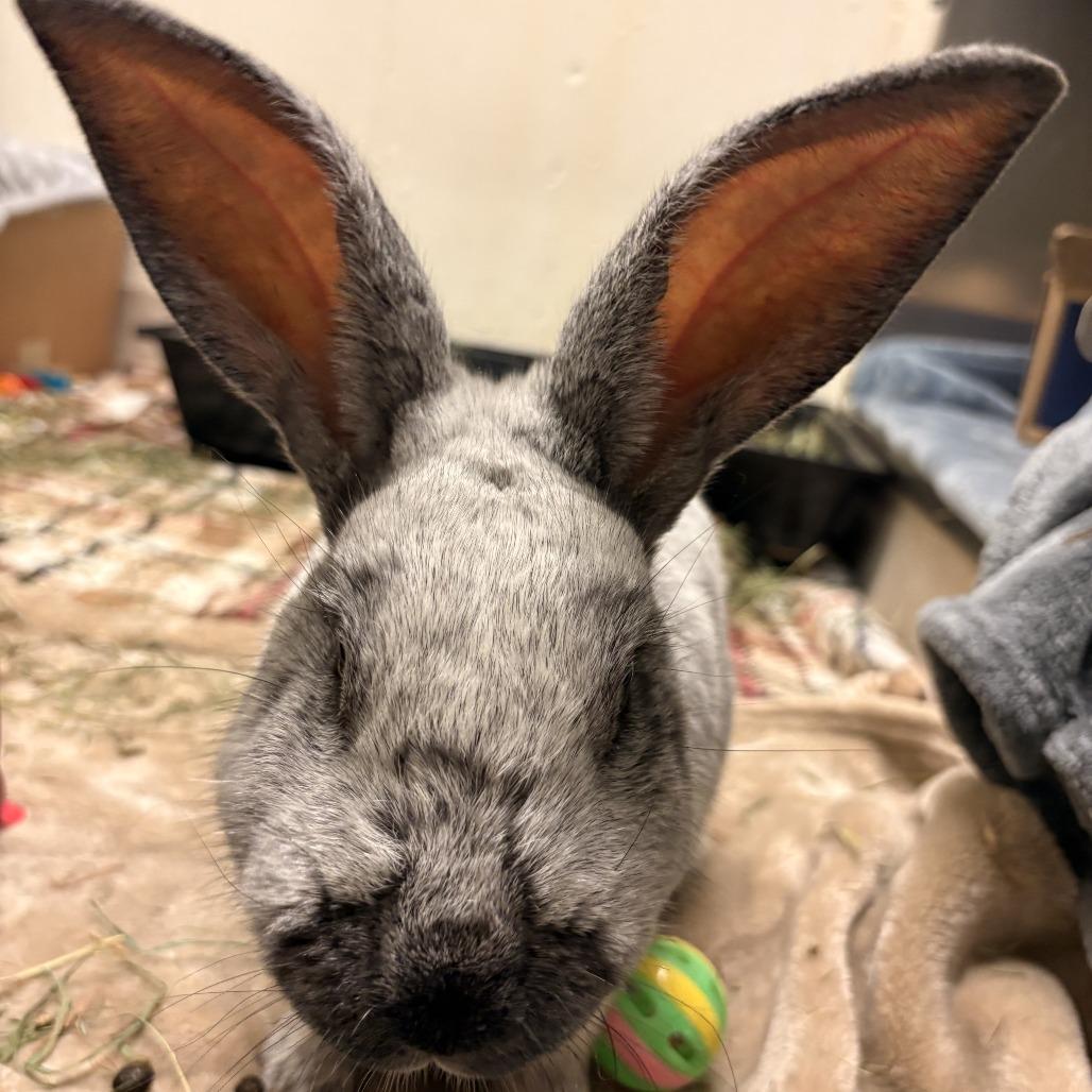 Enlarge David Hasselhop - Available from Foster, a Adoptable Champagne D'Argent in South Burlington, VT image 6/6