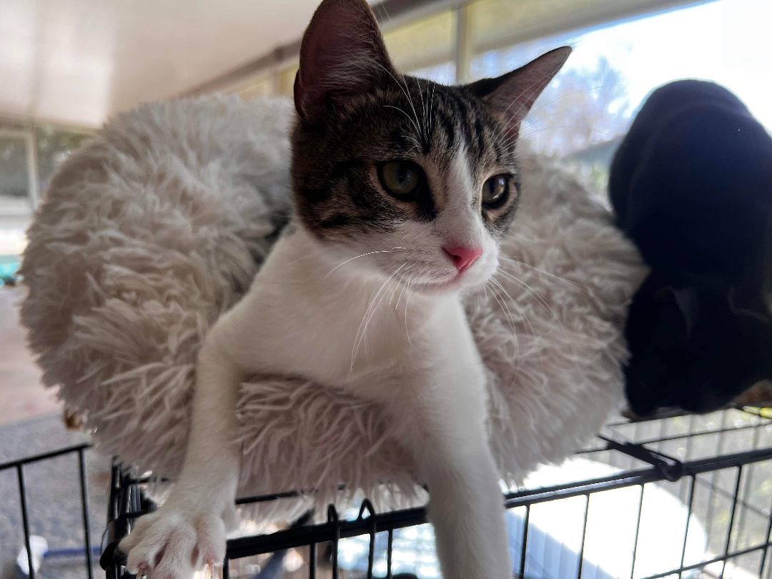 Granger, Adopted, Young Male American Shorthair.