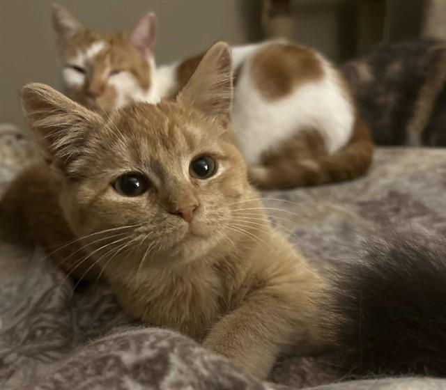 CREAM, Adoptable, Young Female Domestic Short Hair.