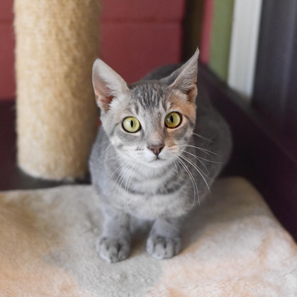 Jack, Adoptable, Young Male Domestic Short Hair.