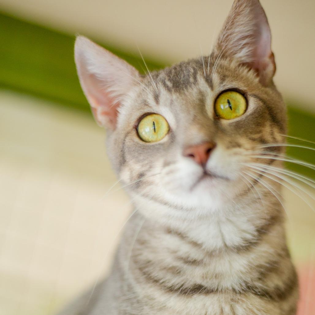 Enlarge Jack, a Adoptable Domestic Short Hair in Kailua Kona, HI image 2/6