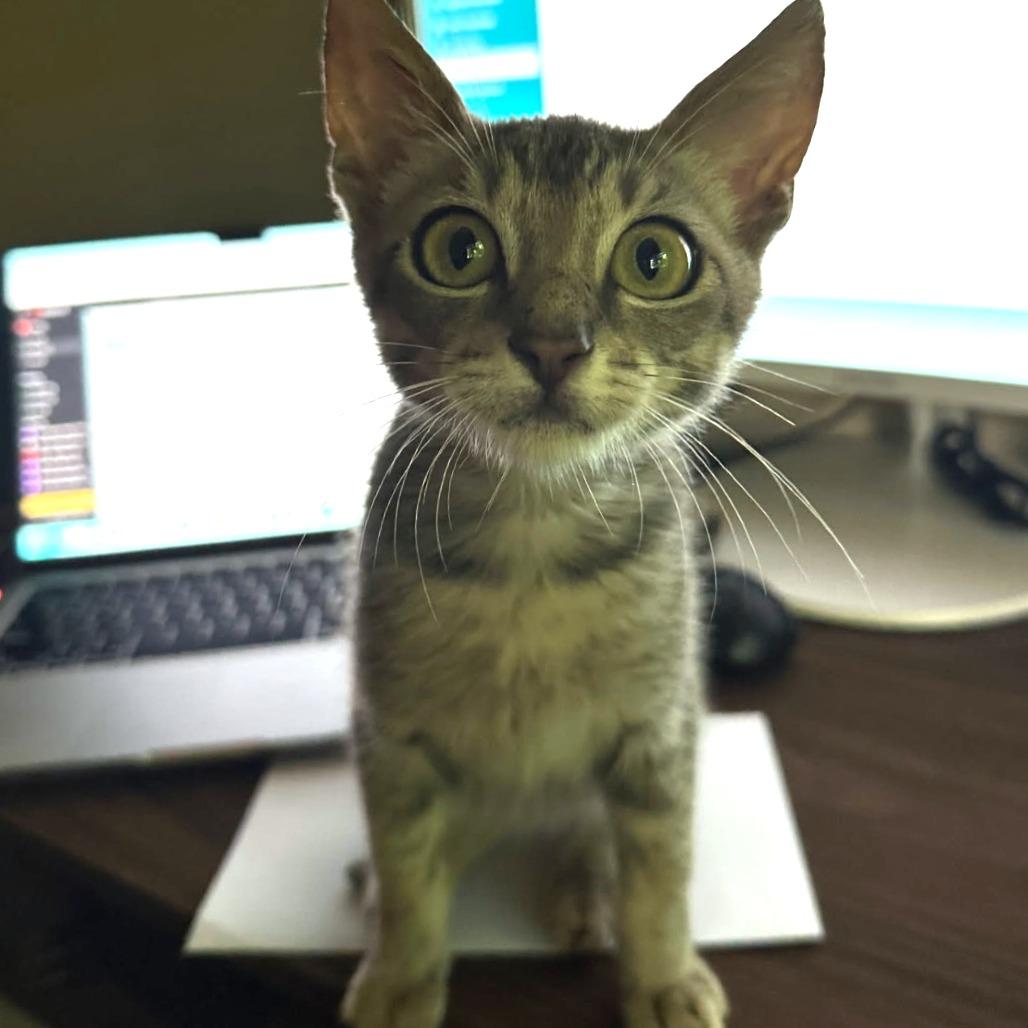 Enlarge Jack, a Adoptable Domestic Short Hair in Kailua Kona, HI image 2/6