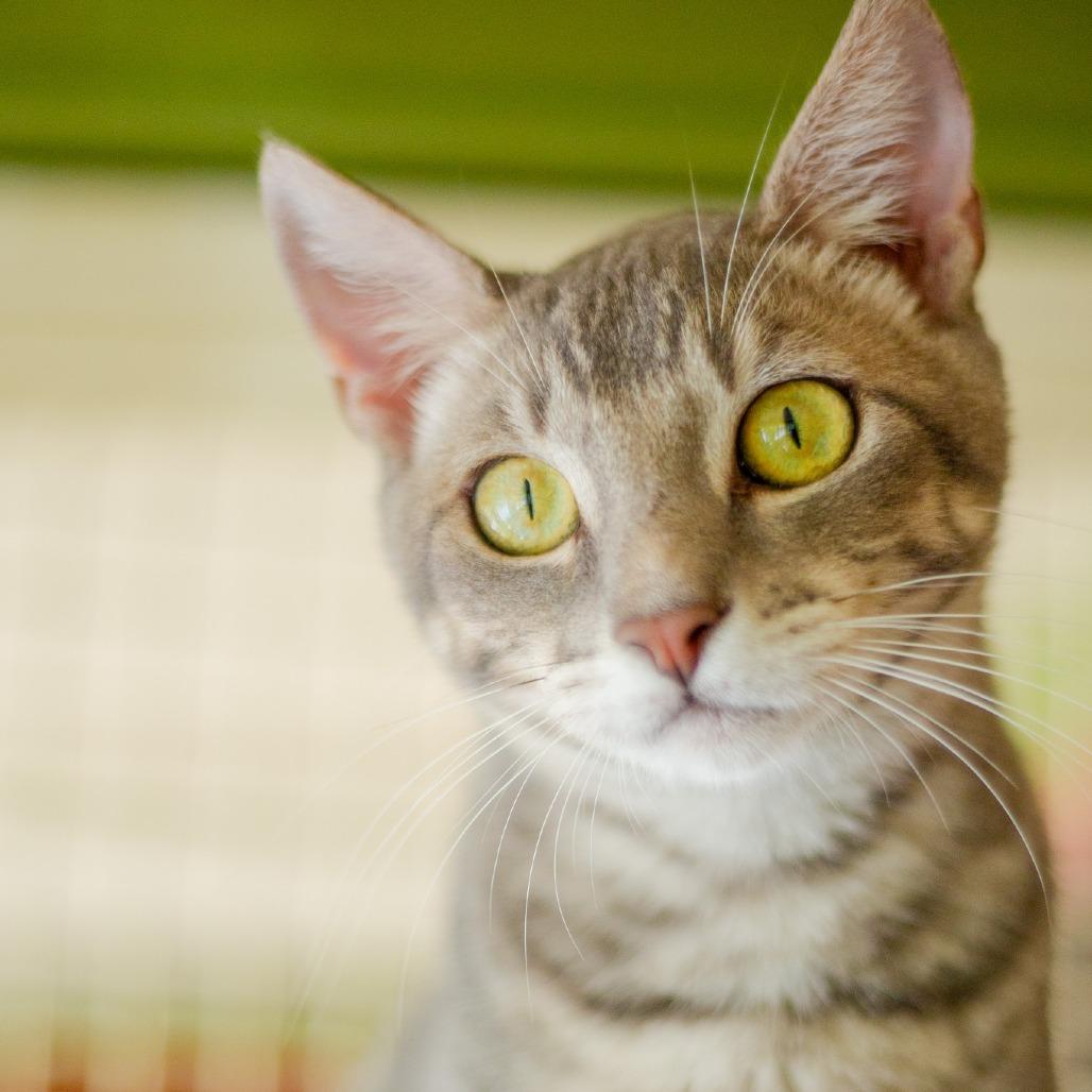 Enlarge Jack, a Adoptable Domestic Short Hair in Kailua Kona, HI image 3/6