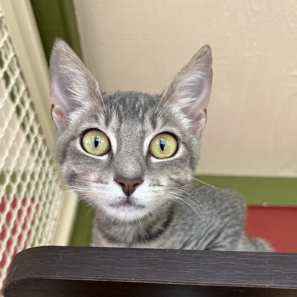 Enlarge Jack, a Adoptable Domestic Short Hair in Kailua Kona, HI image 4/6