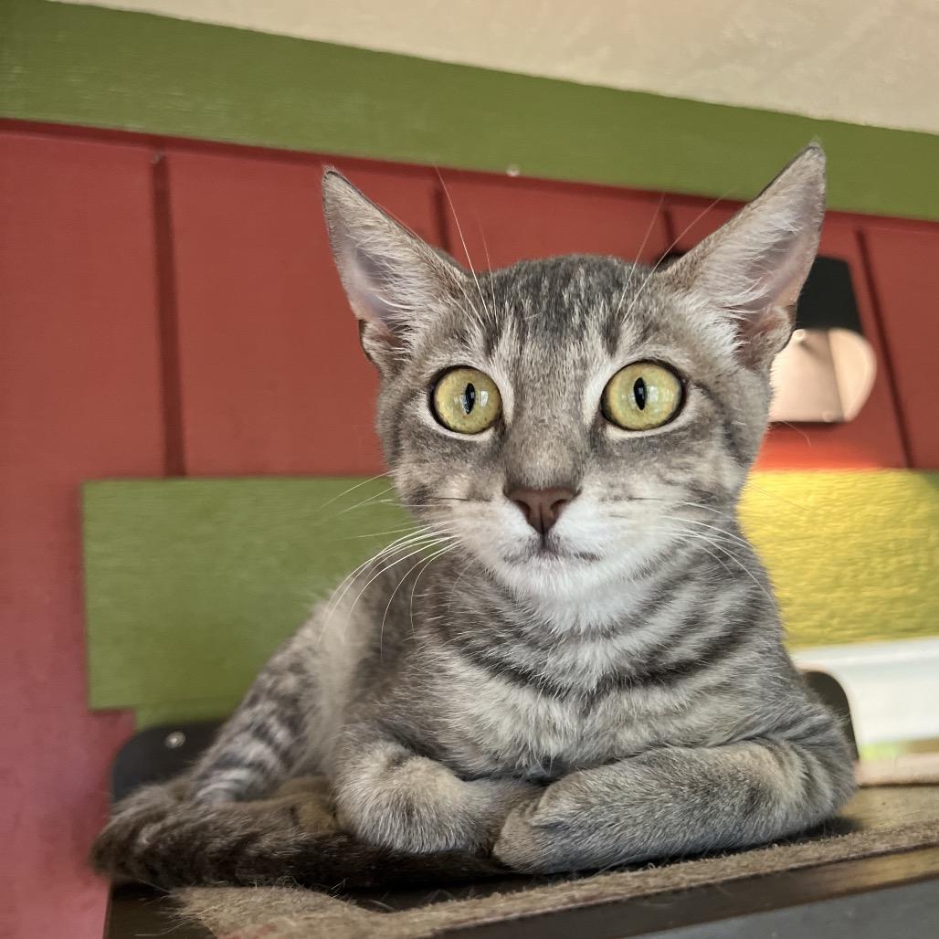 Enlarge Jack, a Adoptable Domestic Short Hair in Kailua Kona, HI image 5/6