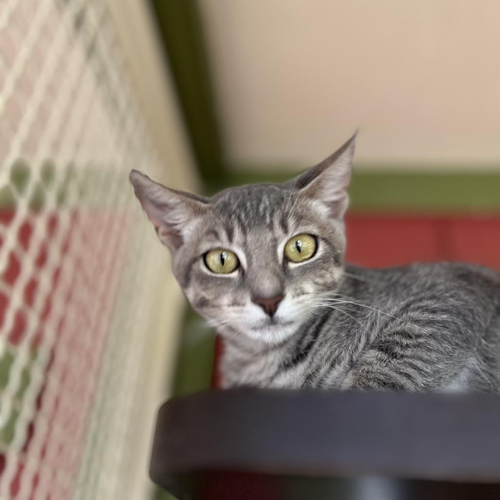 Enlarge Jack, a Adoptable Domestic Short Hair in Kailua Kona, HI image 6/6